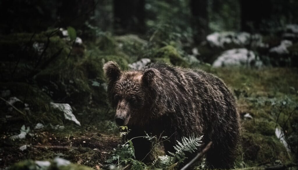 Dzikie zwierzę w górach – jak reagować na spotkanie z niedźwiedziem lub wilkiem